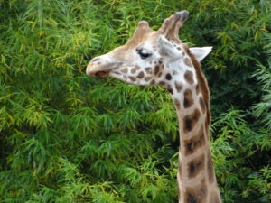 South Lakes Safari Zoo  is within easy reach of Lothlorien Holiday Cottage in Grange-over-Sands