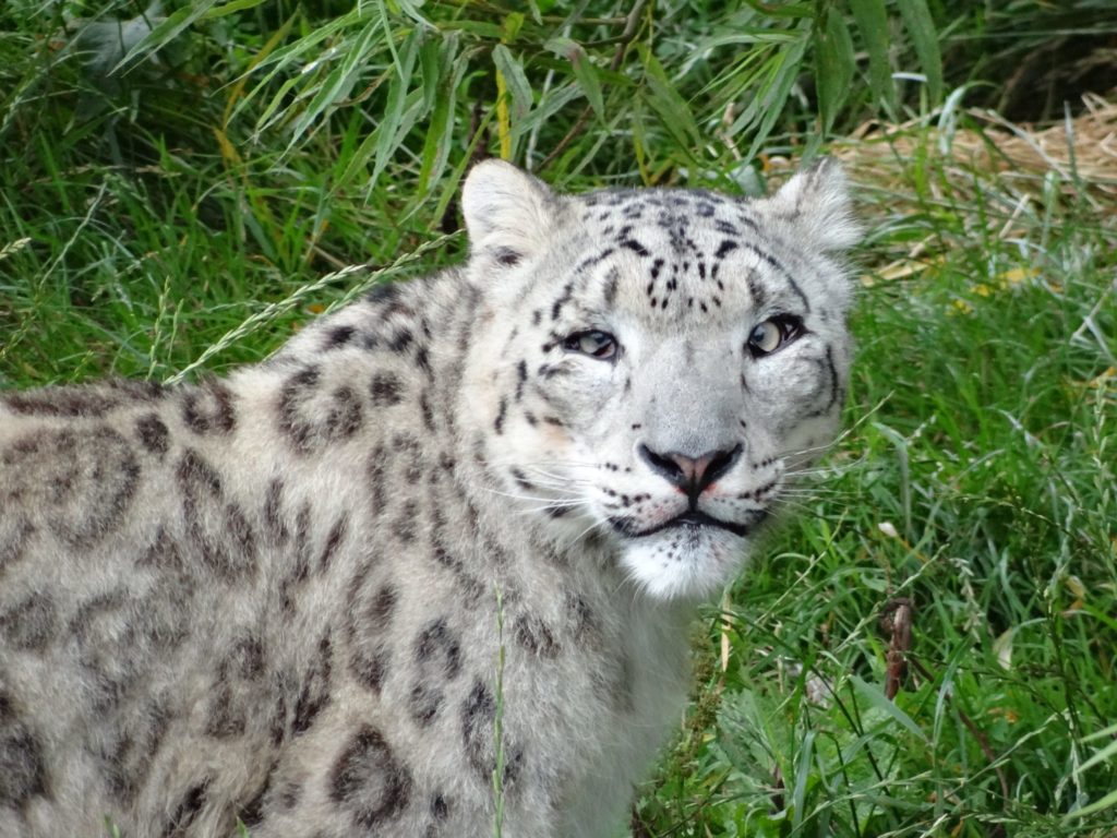 South Lakes Safari Zoo is near to Lothlorien Holiday Cottage in Grange-over-Sands