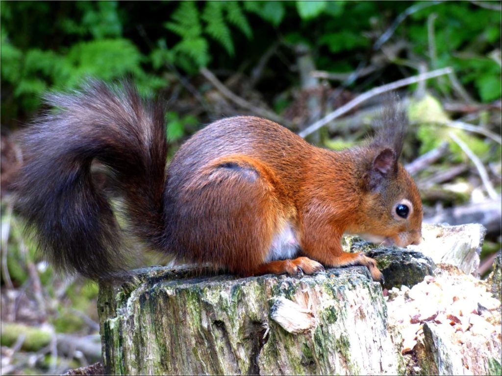 Return of the Red Squirrel