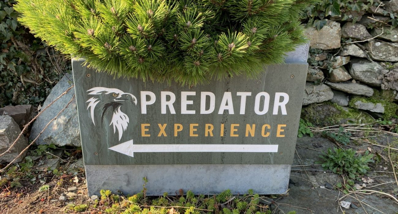 Predator Experience