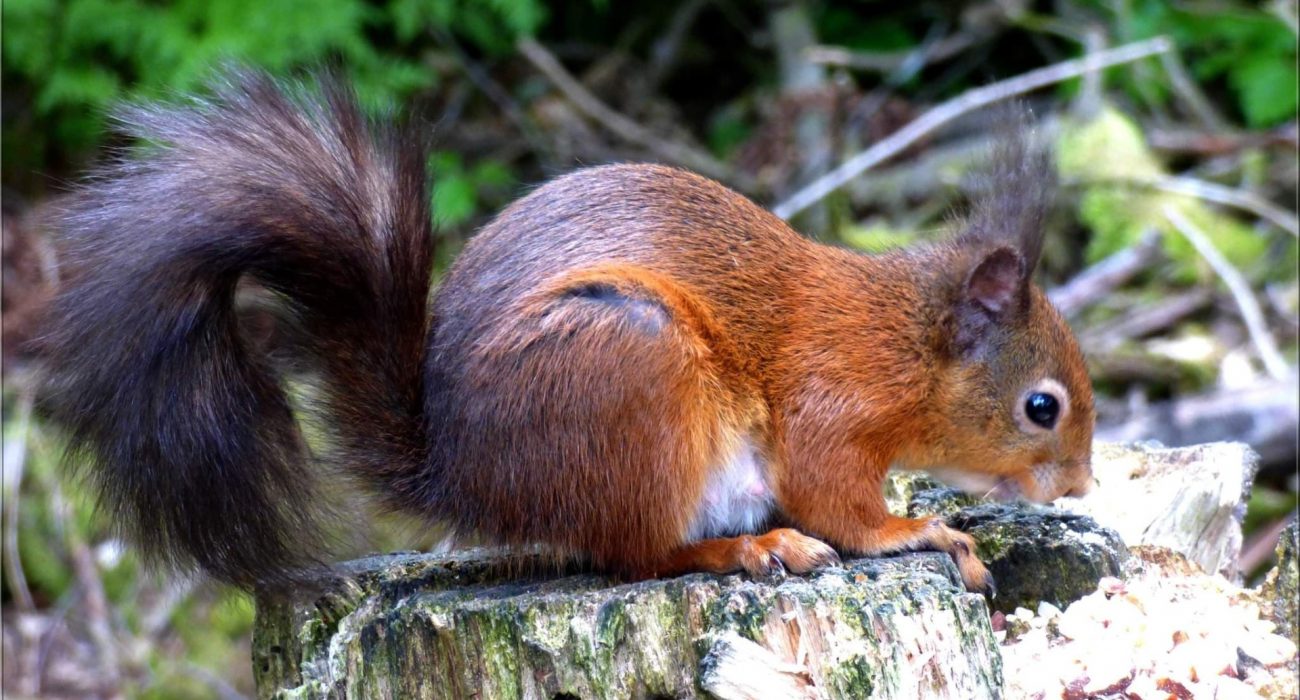 Return of the Red Squirrel